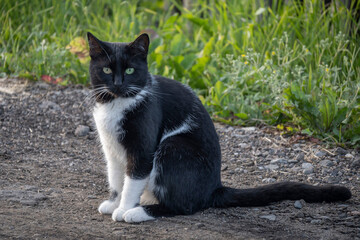 A rustic domestic mongrel black and white fluffy cat with heterochromia is sitting on a country road. Cute pets with beautiful eyes. Favorite pets. Taking care of stray animals.