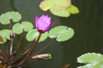 Pink water lily and its leaves floating on the water , selective focus on water lily
