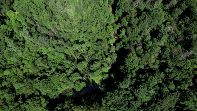 areal view of forest in summer