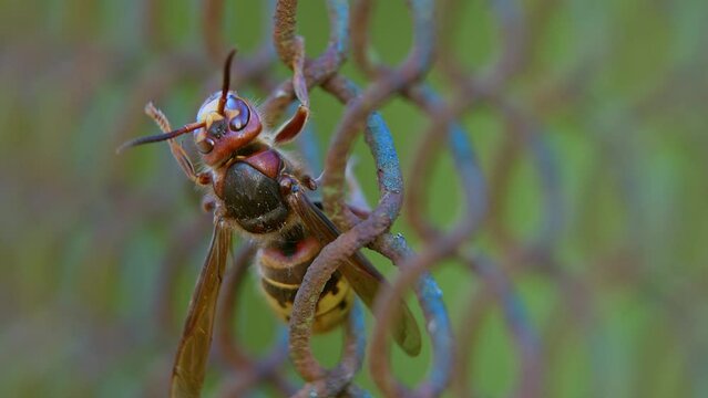 The hornet crawls along the wire fence. 
Dangerous poisonous predator in search of food.
Hornets (insects in the genus Vespa)  