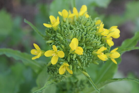 Broccoli Flower in Bloom 