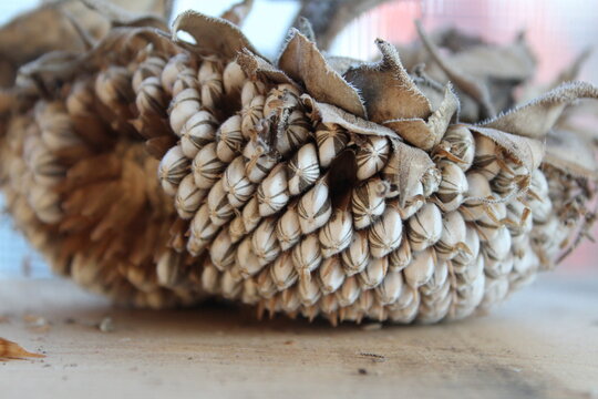 Dry Sunflower Seeds on Sunflower