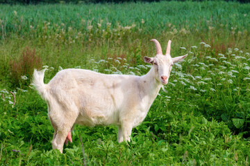 Full-length white goat in profile. Looks at the camera and chews grass