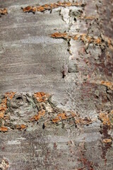 Natural Tree Bark Texture