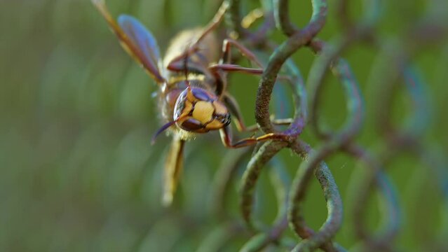 Insect hornet close-up on the fence.
