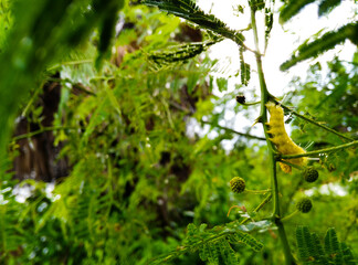 rain drops on a tree