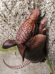 snail on a rock