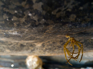 crab on the beach