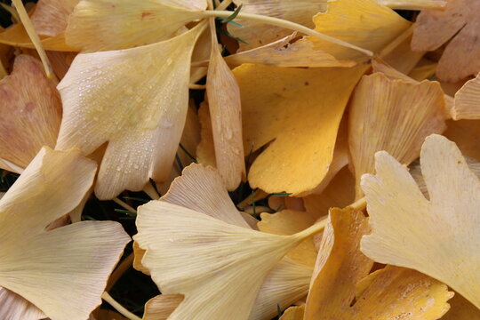 Yellow Ginko Biloba Leaf Cluster
