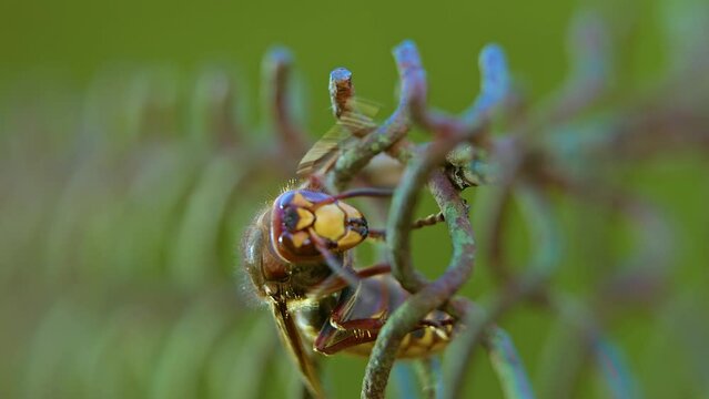 Hornet killer in search of a victim. Poisonous and dangerous insect close-up. Hornet looking for shelter and food. Large wasp with wings and jelly.