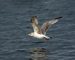 2nd Winter juvenile Herring Gull (Larus argentatus) in flight over sea