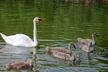 Fototapeta premium swan and cygnets