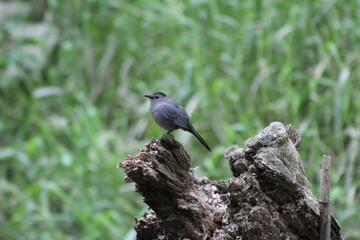 bird on a log