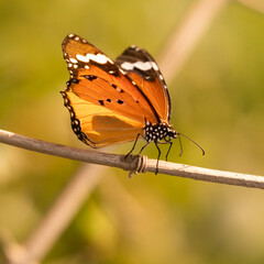 A Plain Tiger sitting on a bamboo