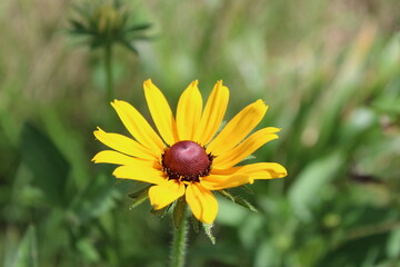 Brown Eyed Susan Flower in a Field