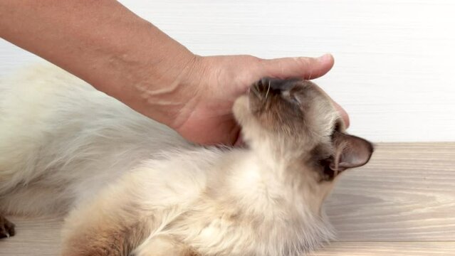 beautiful siamese cat is sitting lying on the floor,petted by owner,woman hand caresses,stroking the animal,toucing the head and body.andry nervous upset kitty on winter scarf.domestic pet,love care.