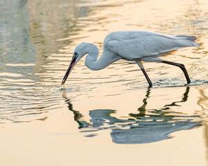 A Egret fishing in a lake