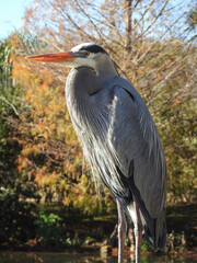 Great Blue Heron Looking