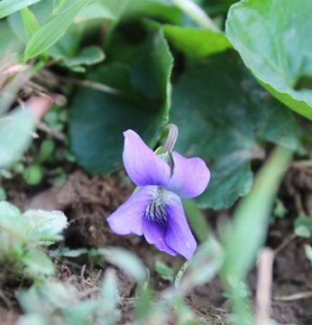 Violet flower in the garden