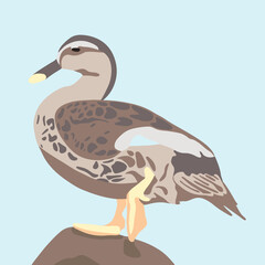 Vector illustration of a female wild duck.