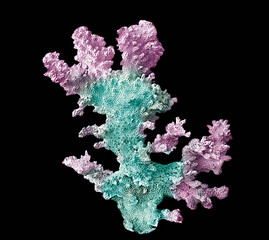 Coral isolated on black background © Dmitry