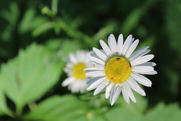 Fototapeta premium Wild white daisy flowers with green background