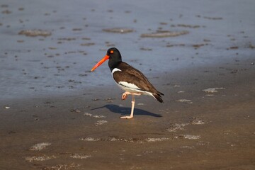 The beauty of American oystercatcher found in Xangri-lá in Rio Grande do Sul, Brazil.