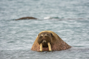 Fototapeta premium Walroß 
