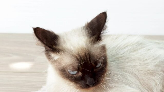 beautiful siamese cat is sitting lying on the floor,petted by owner,woman hand caresses,stroking the animal,toucing the head and body.andry nervous upset kitty on winter scarf.domestic pet,love care.