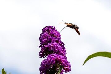 A portrait of a hummingbird hawk-moth hovering above a pruple flower of a butterfly bush feeding on...