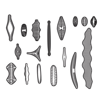 Diatom are the member of the algal class Bacillariophyceae. Diatoms play the most important and prolific microscopic sea organisms and serve directly or indirectly as food for many animals.
