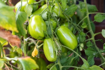 A portrait of unripe marzano tomatoes still growing on a branch of the bush. the green homegrown vegetable is still ripening in the garden.
