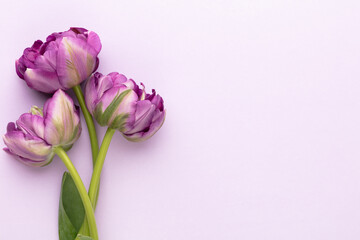 Fototapeta premium Lilac tulip flowers on pastel background.