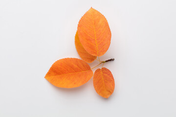 Autumn maple leaves isolated on white background.