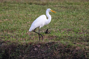 Photograph of a Great egret . The bird was found on the beach of Atlântida, in Rio Grande do Sul, Brazil.