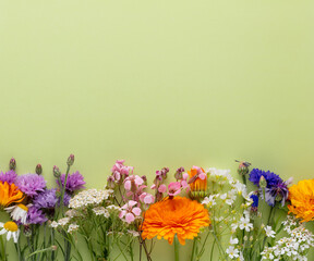 Alternative medicine. Medicinal herbs flowers, on a pastel background. Top view, copy space, banner.