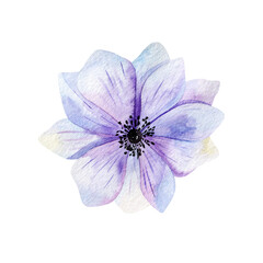 Flower watercolor illustration. Design for cover, fabric, textile, wrapping paper .