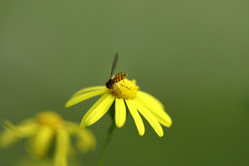 bee on flower