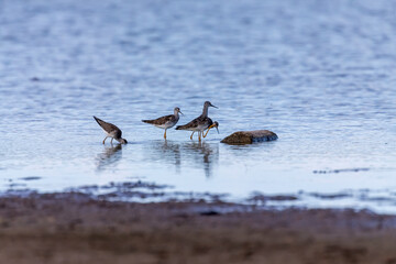 Waders or shorebirds searching for food on the coast and in shallow waters of lake Michigan