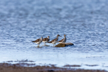 The short-billed dowitcher (Limnodromus griseus) on the shore of the lake Michigan