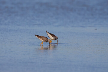 Waders or shorebirds searching for food on the coast and in shallow waters of lake Michigan