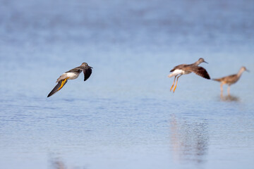 Waders or shorebirds searching for food on the coast and in shallow waters of lake Michigan