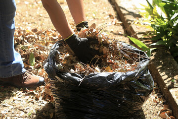 Person with gloves collecting leaves and depositing them in a disposable bag. Throwing dry leaves...