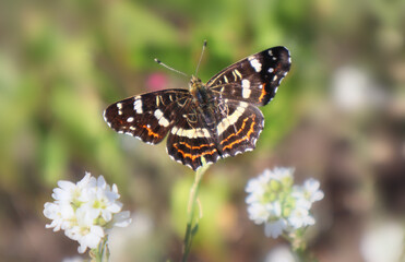 Brown butterfly Araschnia levana sits on a white flower in a meadow
