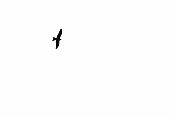 Silhouette of Lesser Kestrel, Falco Naumanni. Falcon with outstretched wings flying.
