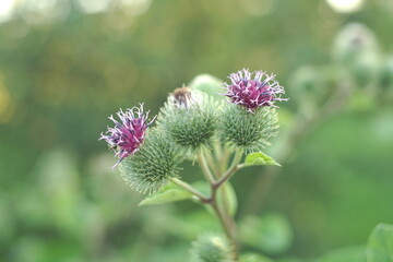 Pink Flowers Of Prickles Of A Burdock