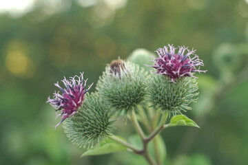Pink Flowers Of Prickles Of A Burdock