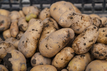 畑から収穫したばかりのメークイン