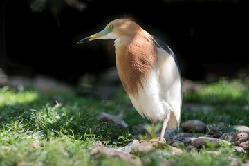 Nahaufnahme eines Pachtreihers (Ardeola speciosa)