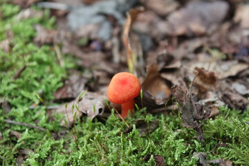 Cute Orange Mushrooms in the Woods